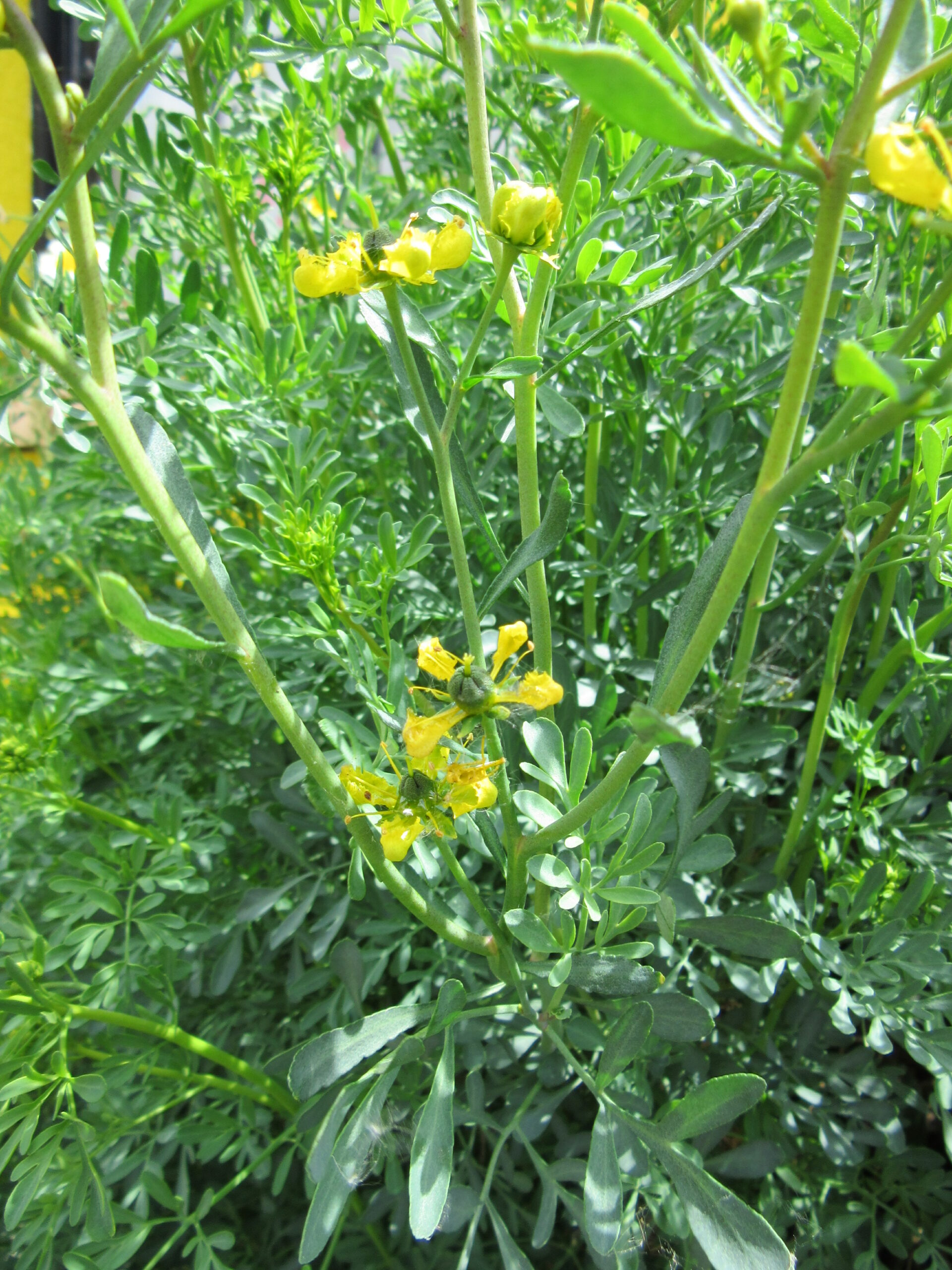 10 Rue Plant in New York Neighborhoods