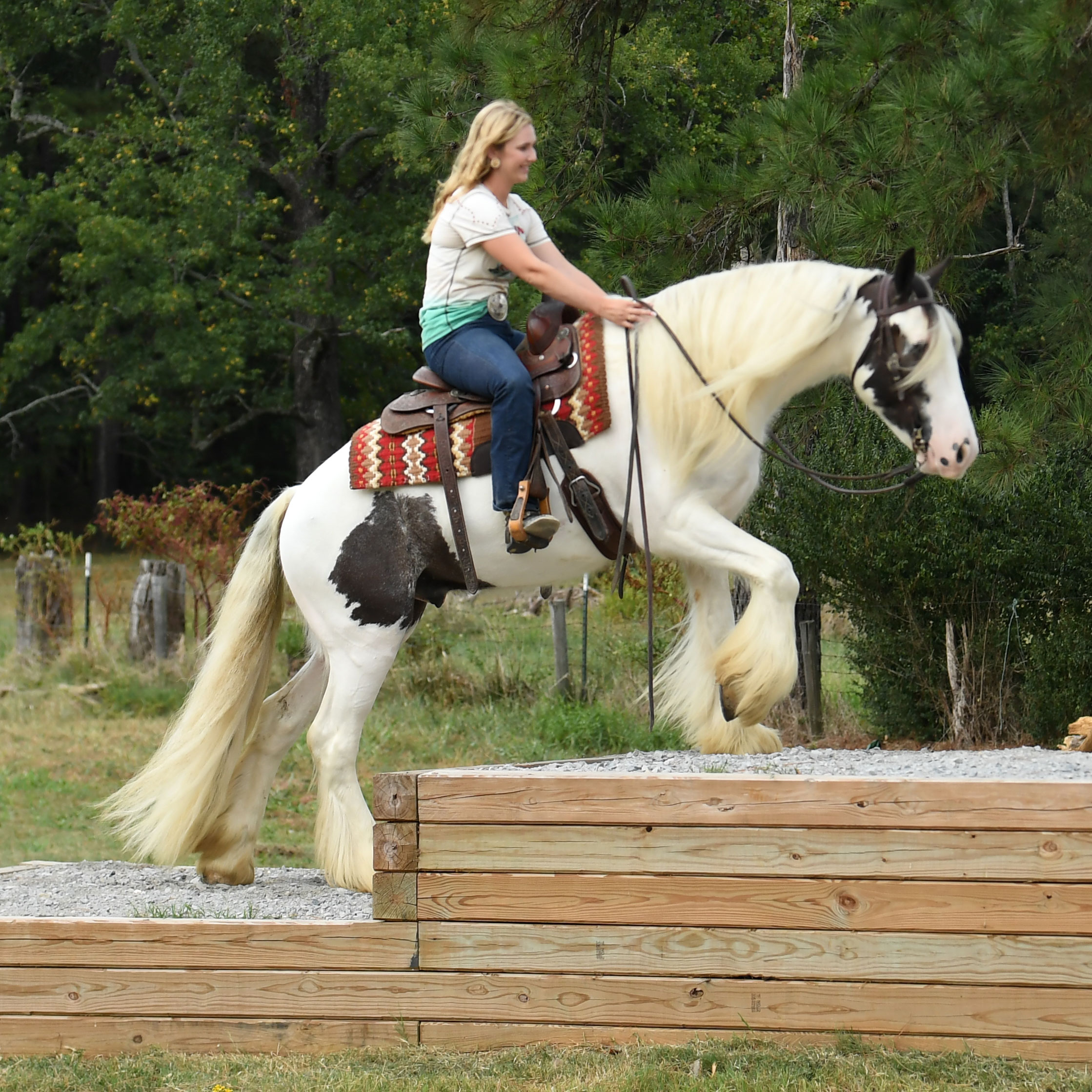 10 Horses For Sale in Los Angeles Neighborhoods