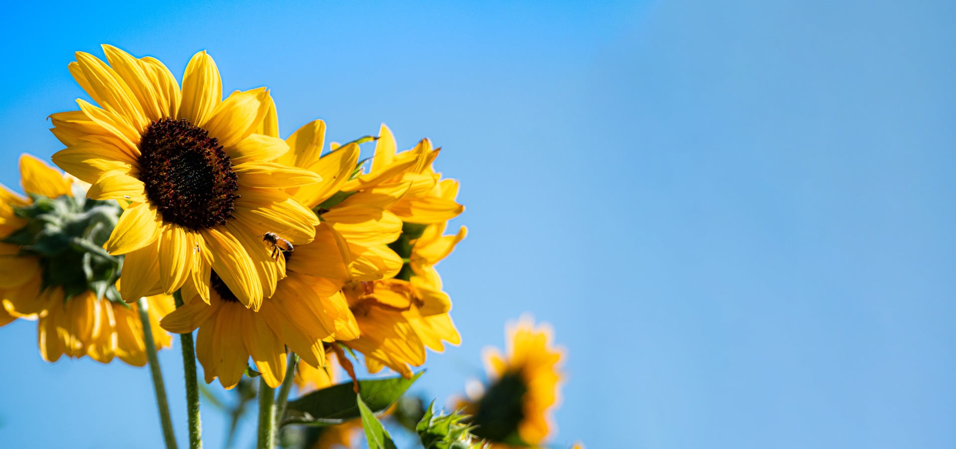 10 Pick Flowers in New York Neighborhoods