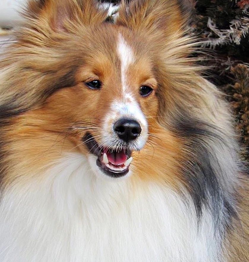 10 Sheltie Breeders in New York Neighborhoods