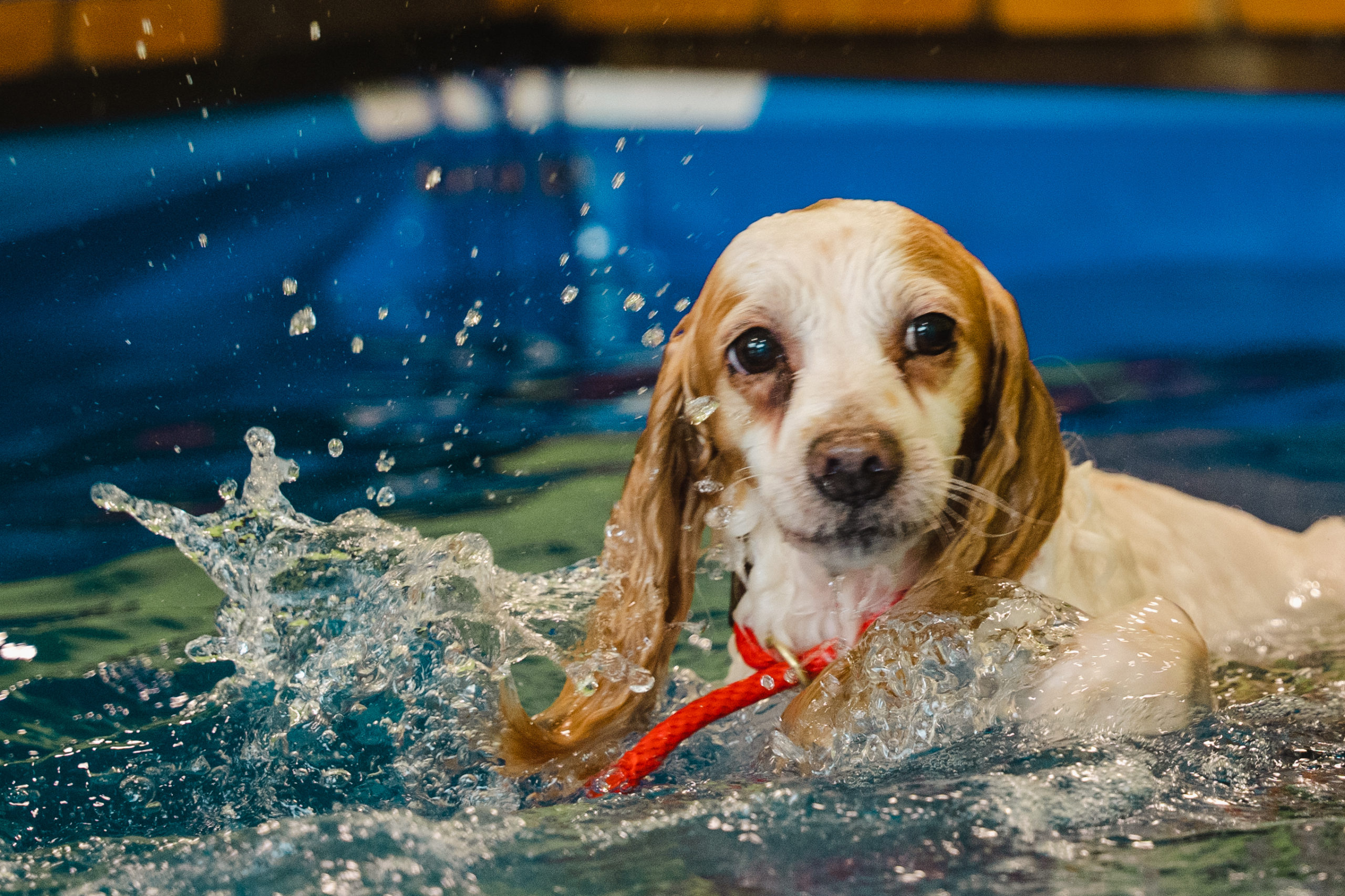 10 Hydropool For Dogs in New York Neighborhoods