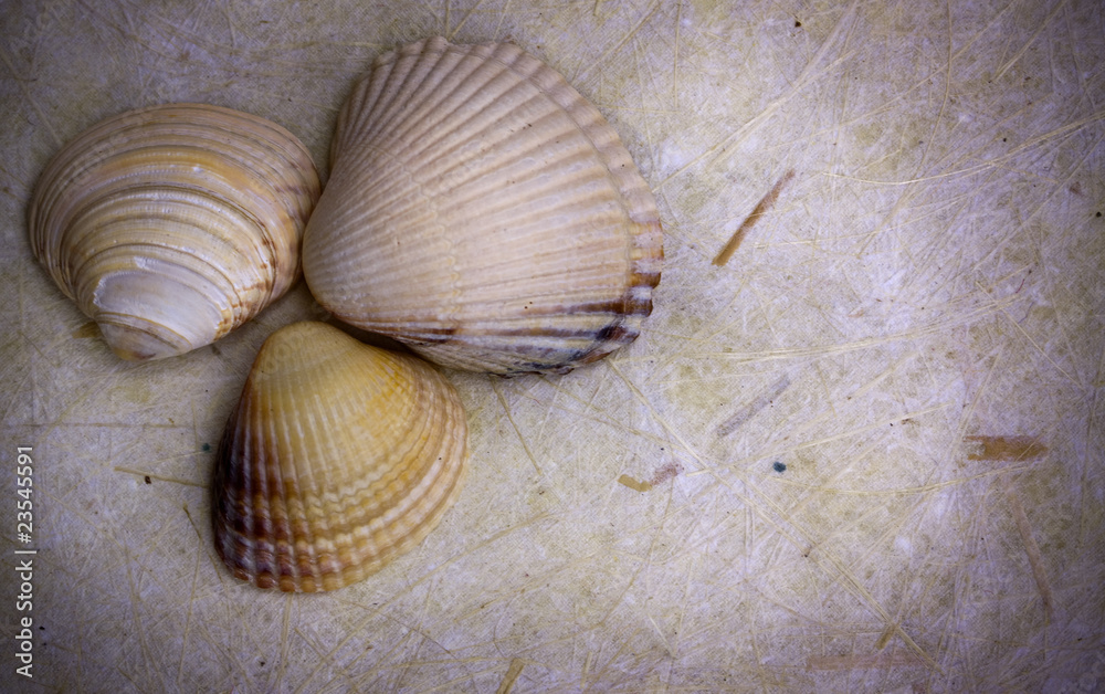 10 Conchas in New York Neighborhoods