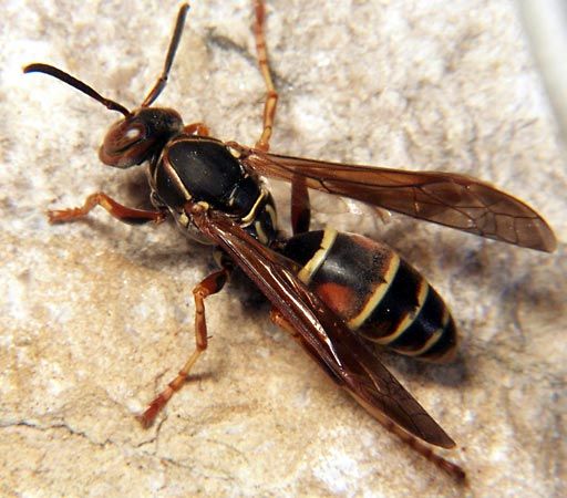 10 Wasp Exterminator in New York Neighborhoods