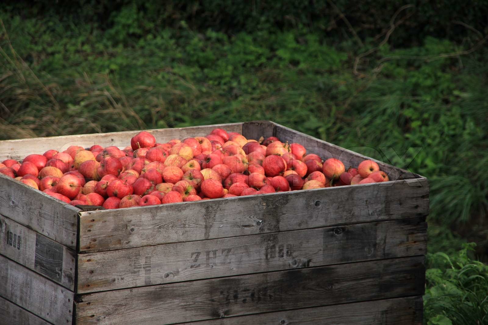 10 Apples For Sale in New York Neighborhoods