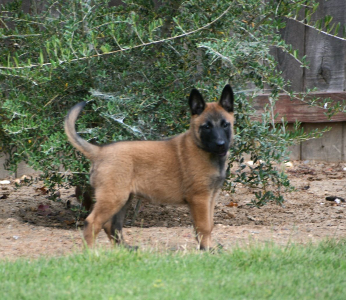 10 Belgian Malinois Puppies For Sale in New York Neighborhoods