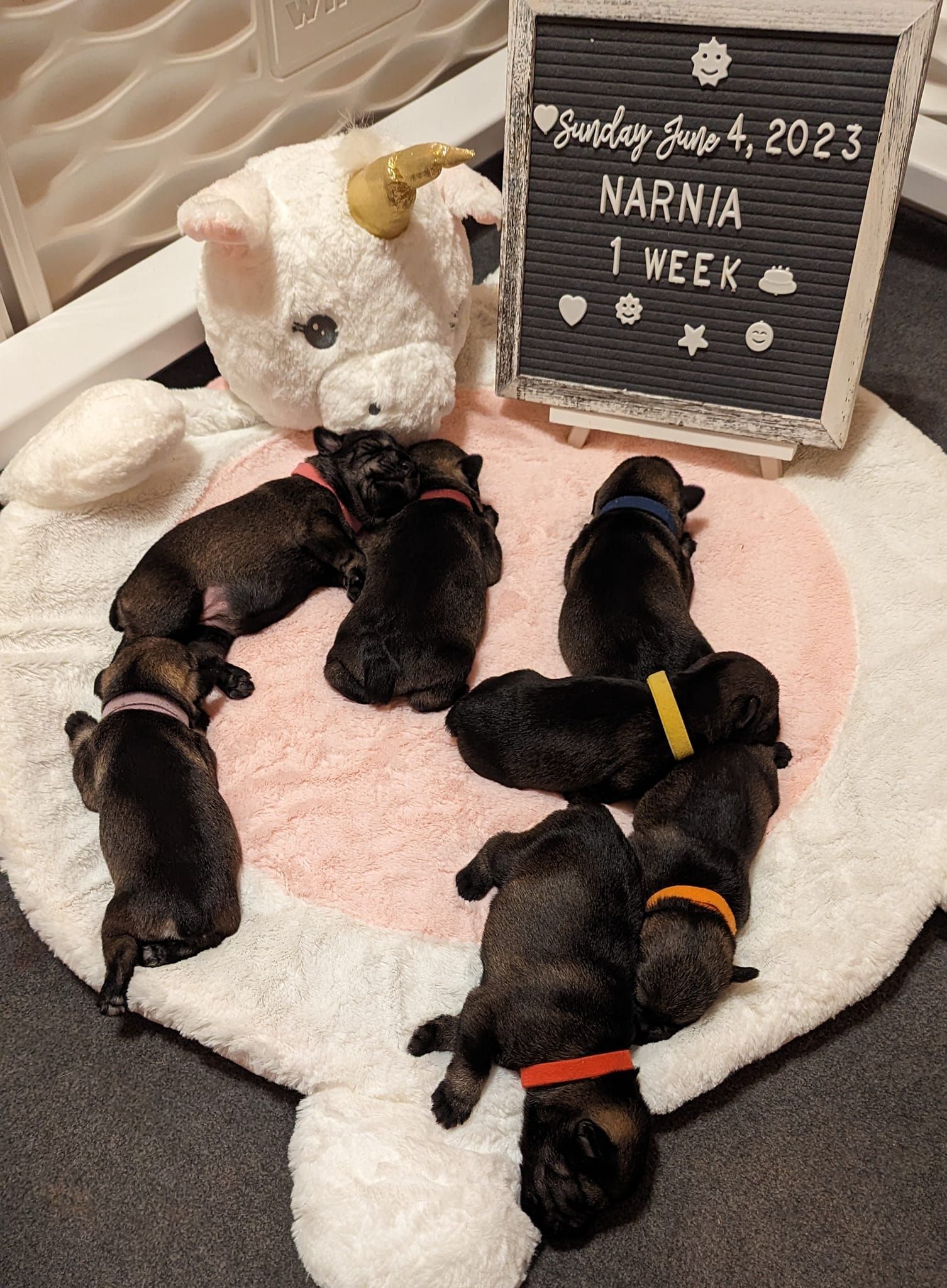 10 Schnauzer Puppies in New York Neighborhoods