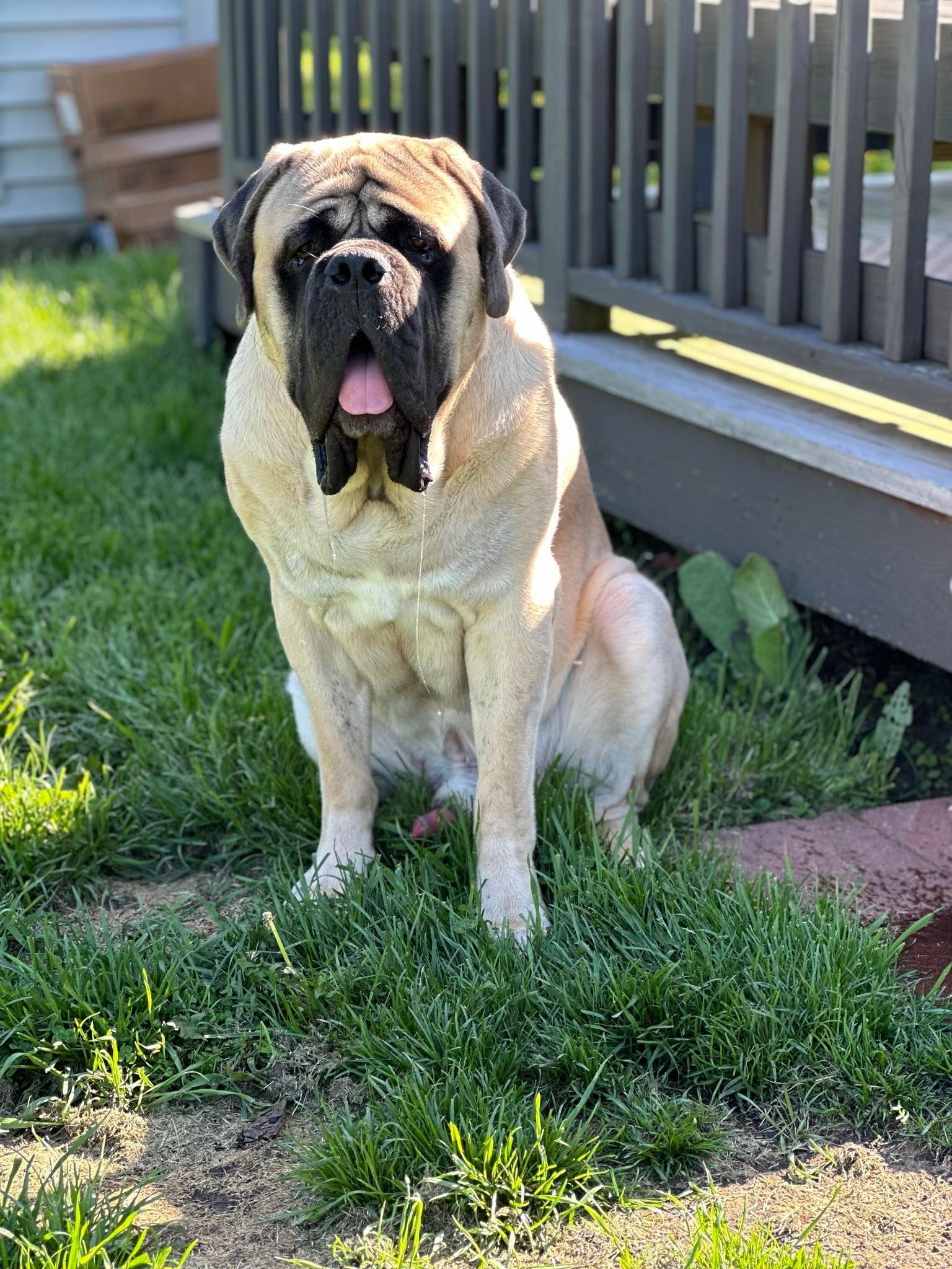 10 Mastiff Puppies For Sale in New York Neighborhoods