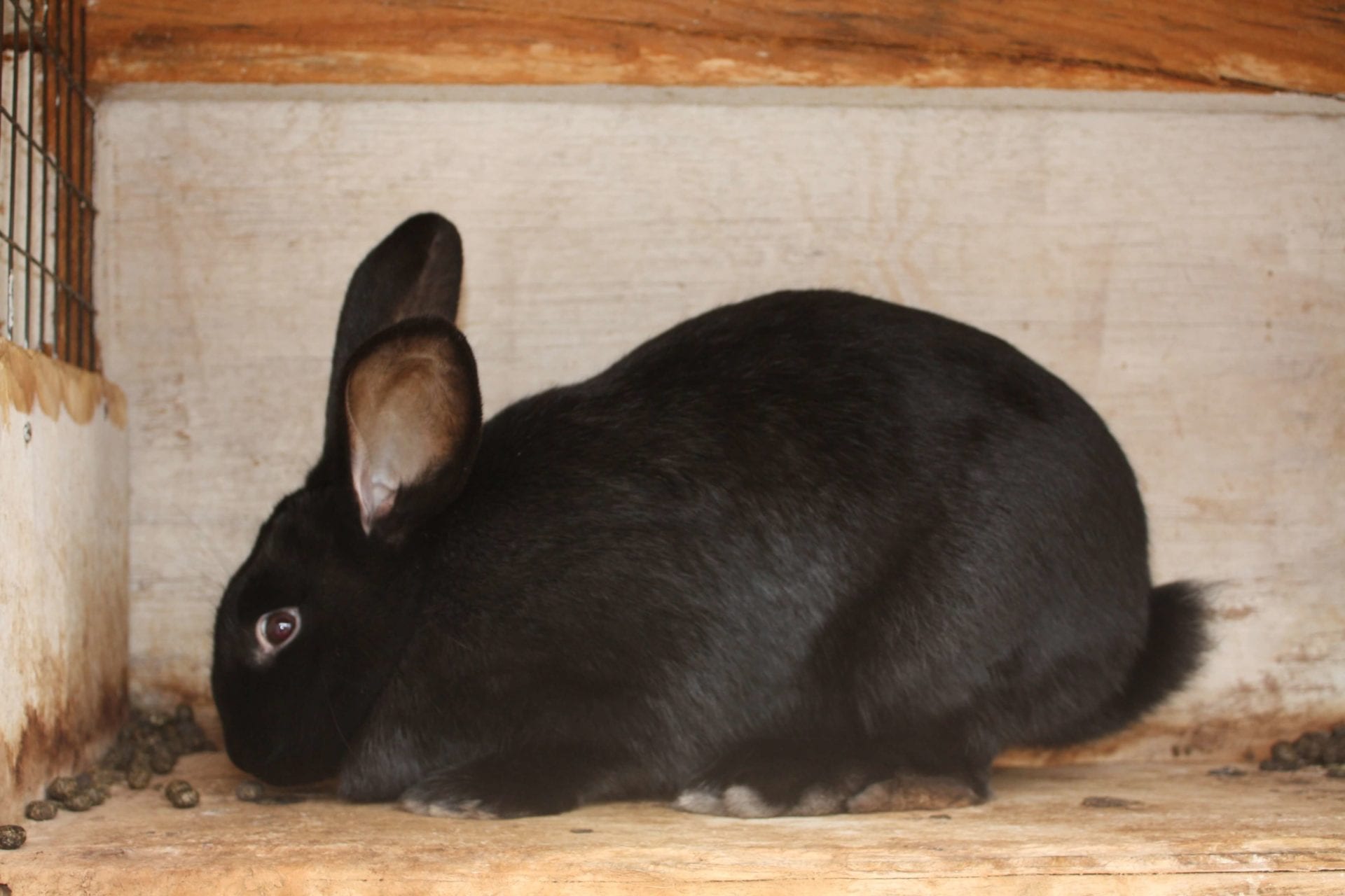 10 Flemish Giant Rabbits For Sale in New York Neighborhoods