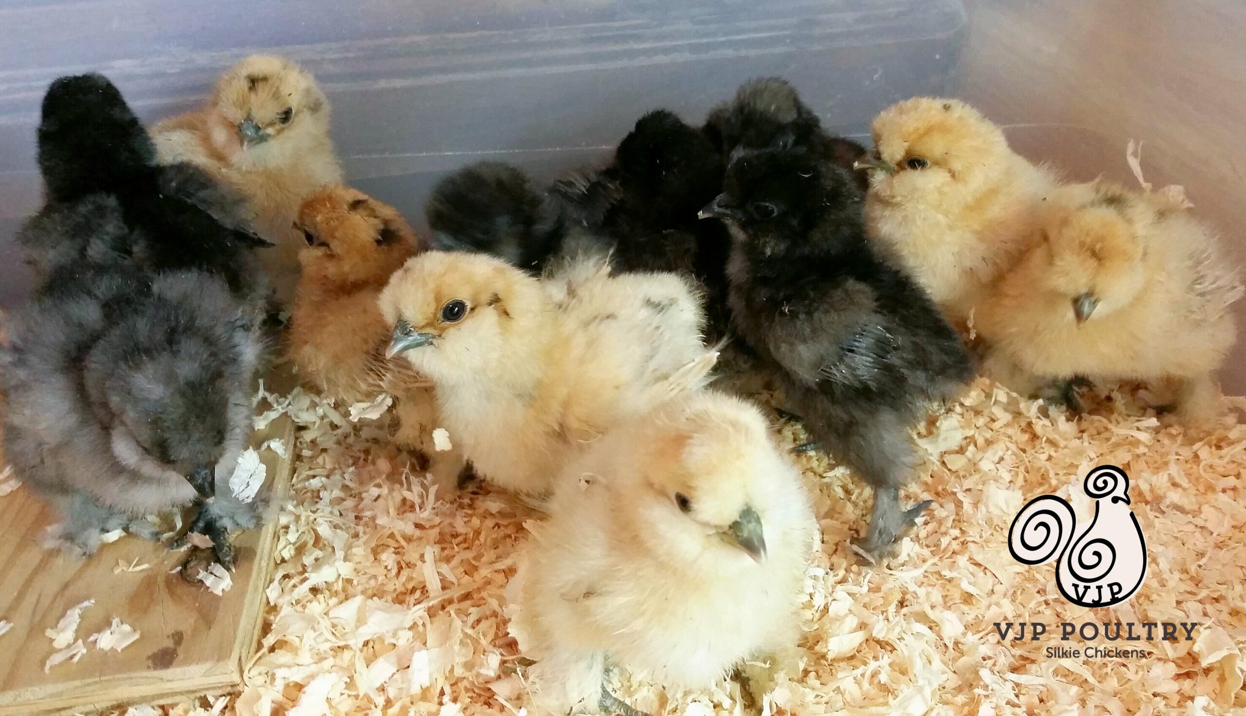 10 Silkie Hens For Sale in New York Neighborhoods