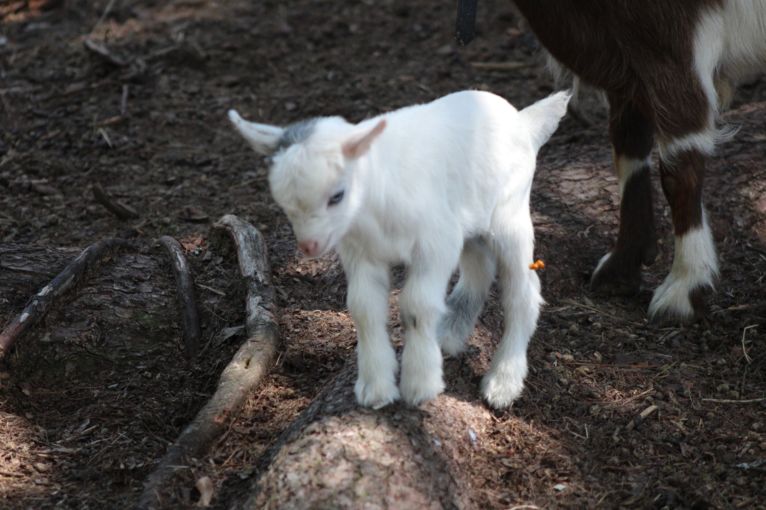 10 Fainting Goats For Sale in New York Neighborhoods