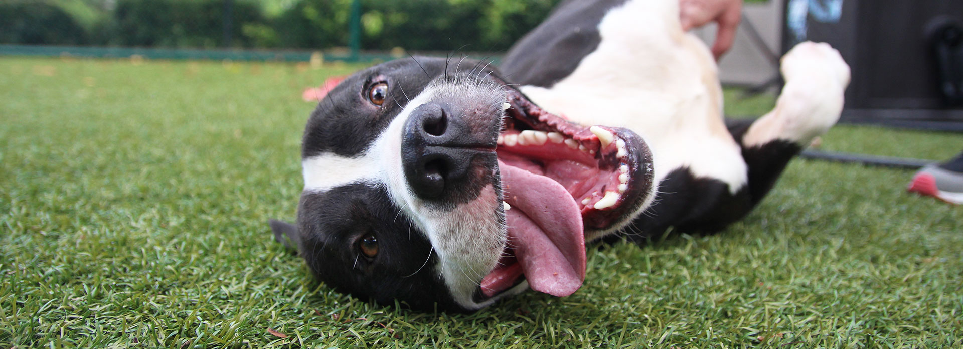 10 Dogs To Adopt in New York Neighborhoods