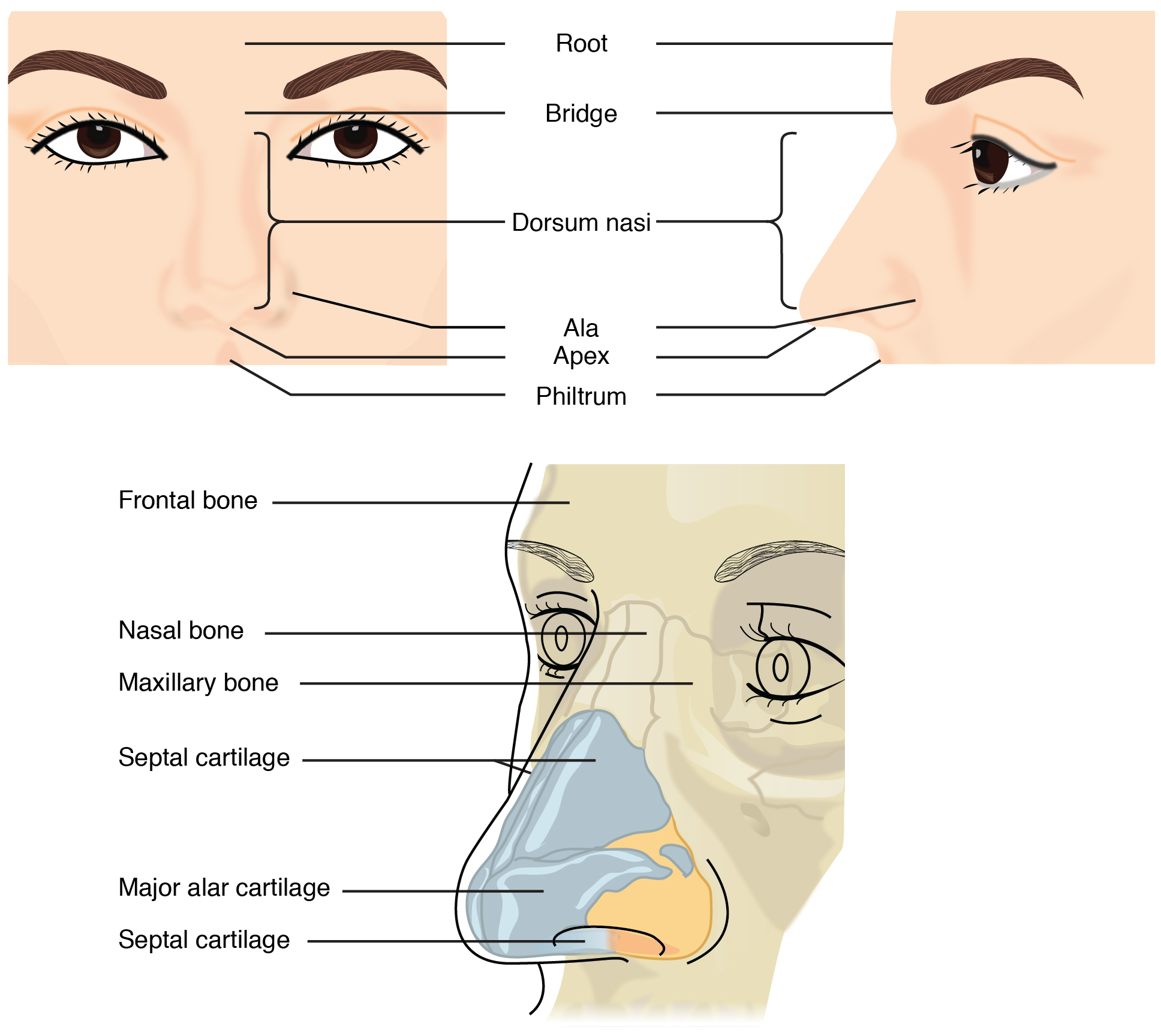10 Nose Job in New York Neighborhoods