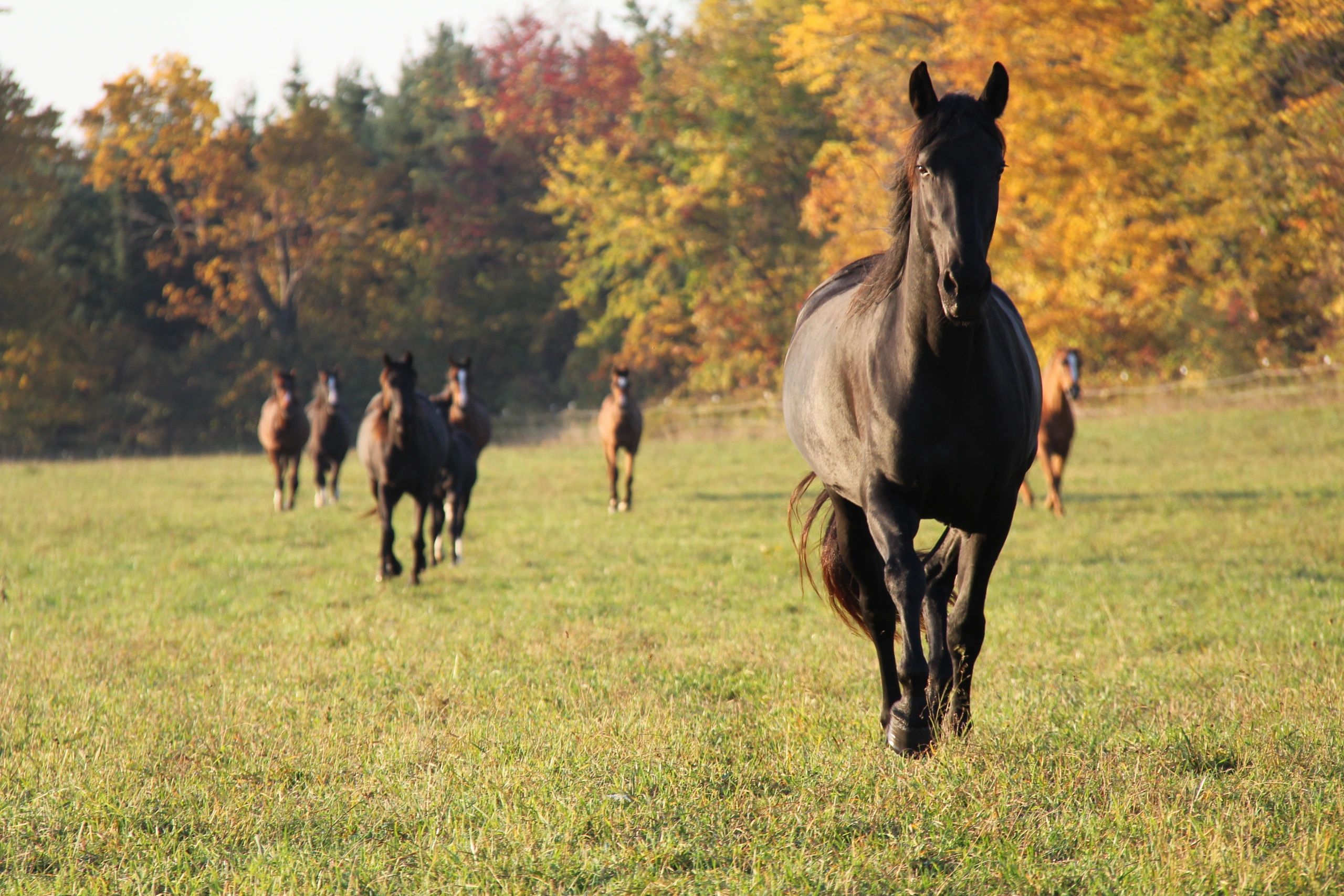 10 Boarding Horses in New York Neighborhoods