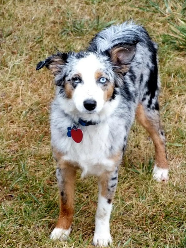 10 Mini Aussies in New York Neighborhoods