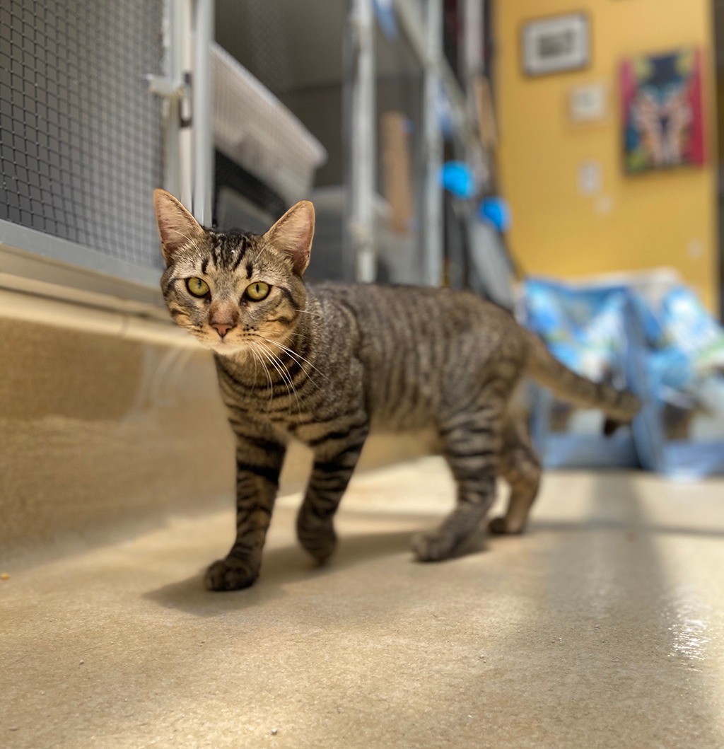 10 Boarding For Cats in New York Neighborhoods