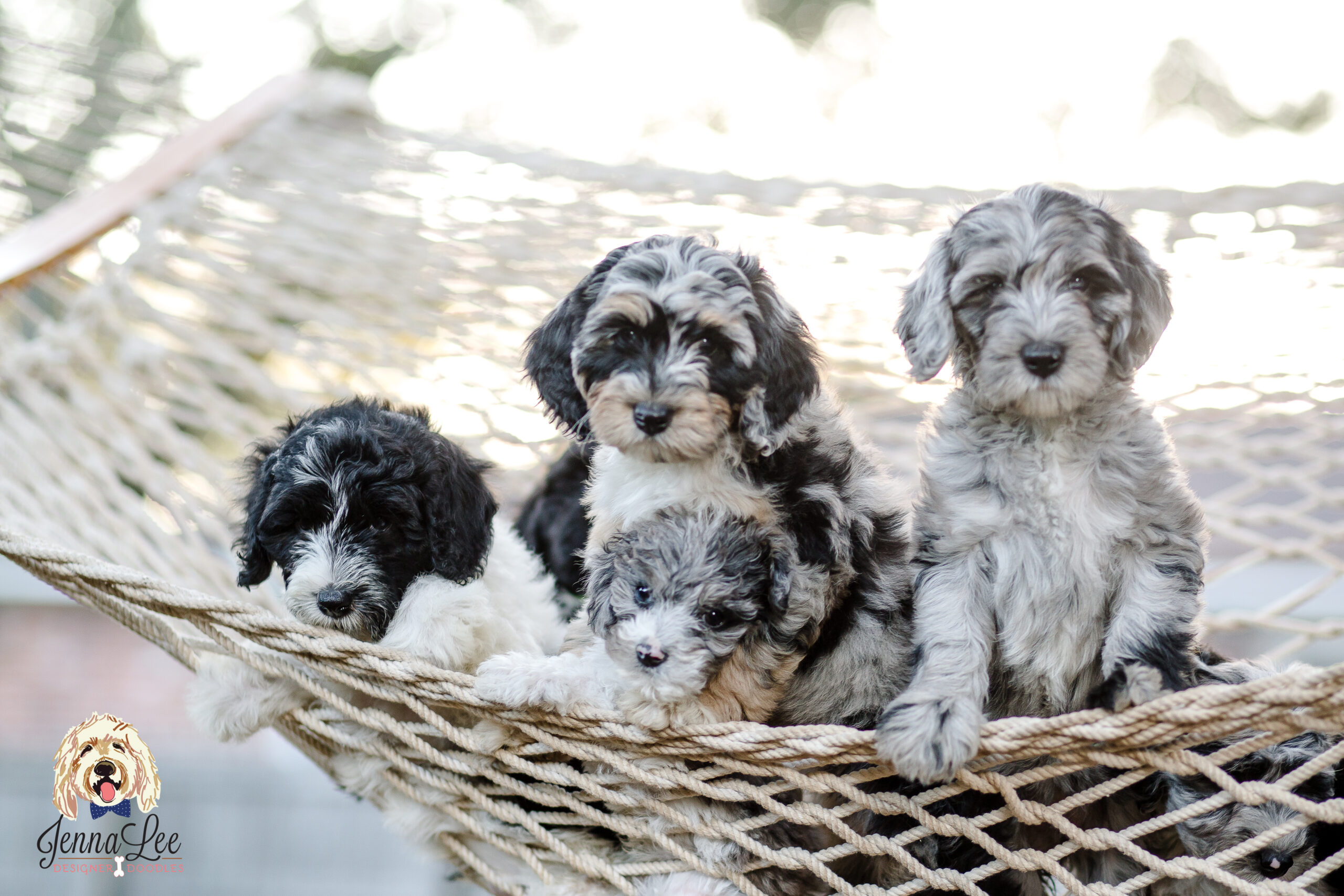 10 Golden Doodles For Sale in New York Neighborhoods