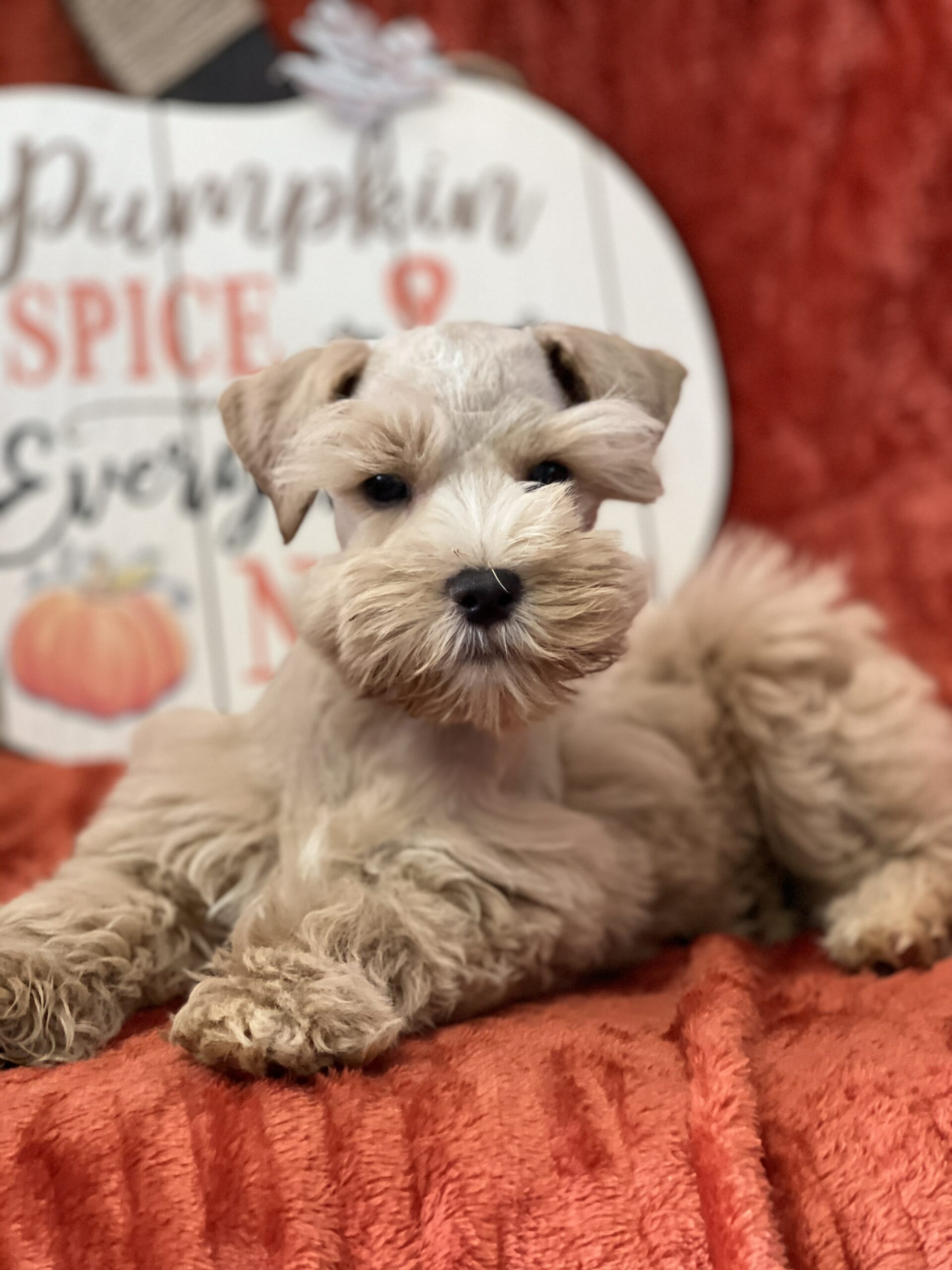 10 Schnauzer Breeders in New York Neighborhoods