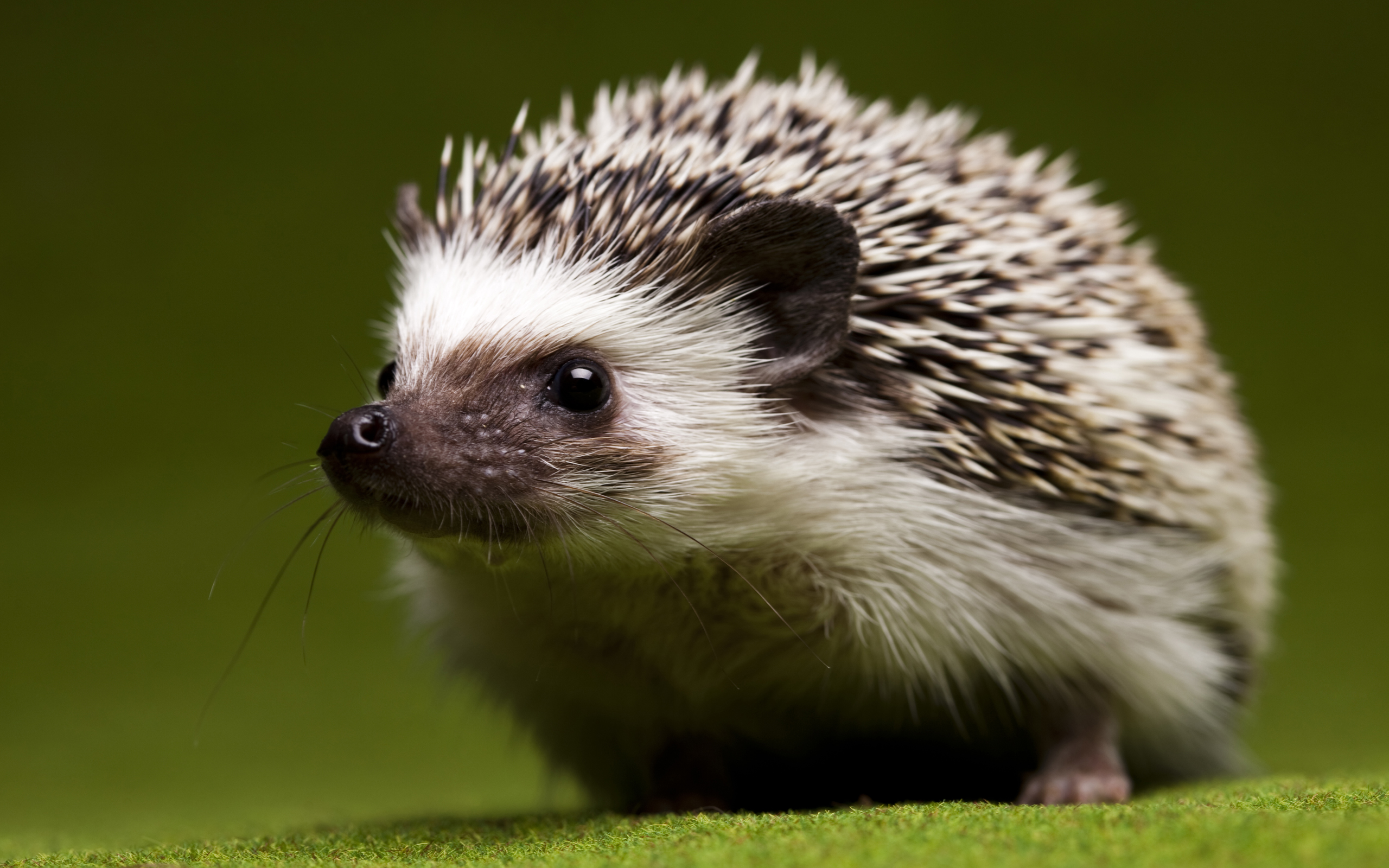 10 Hedgehog For Sale in New York Neighborhoods