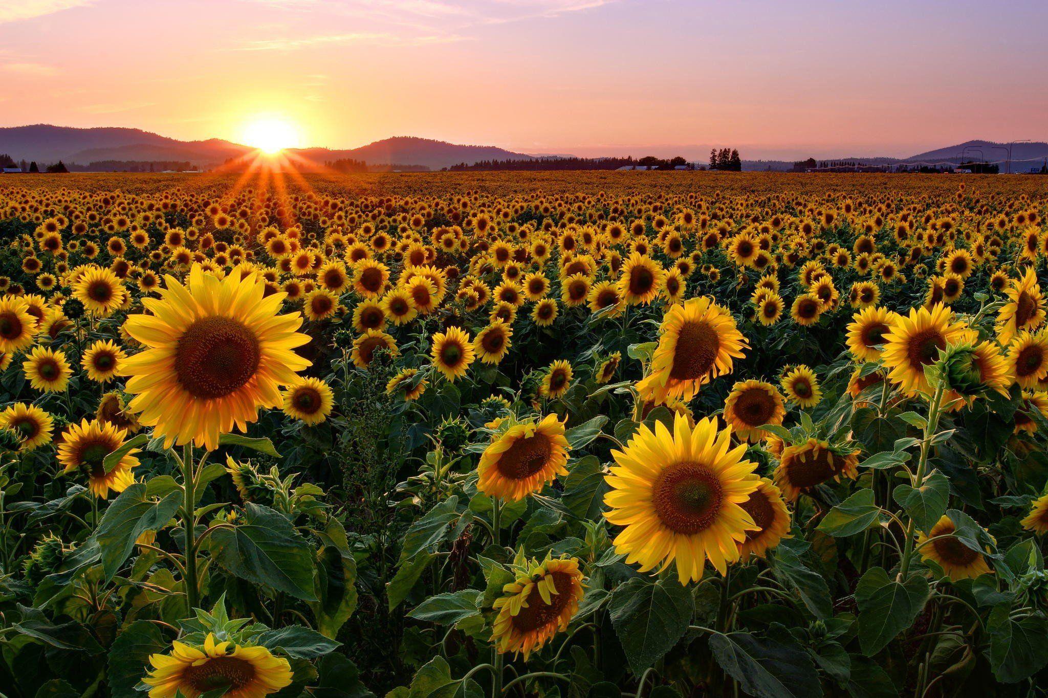10 Sunflower Fields in New York Neighborhoods