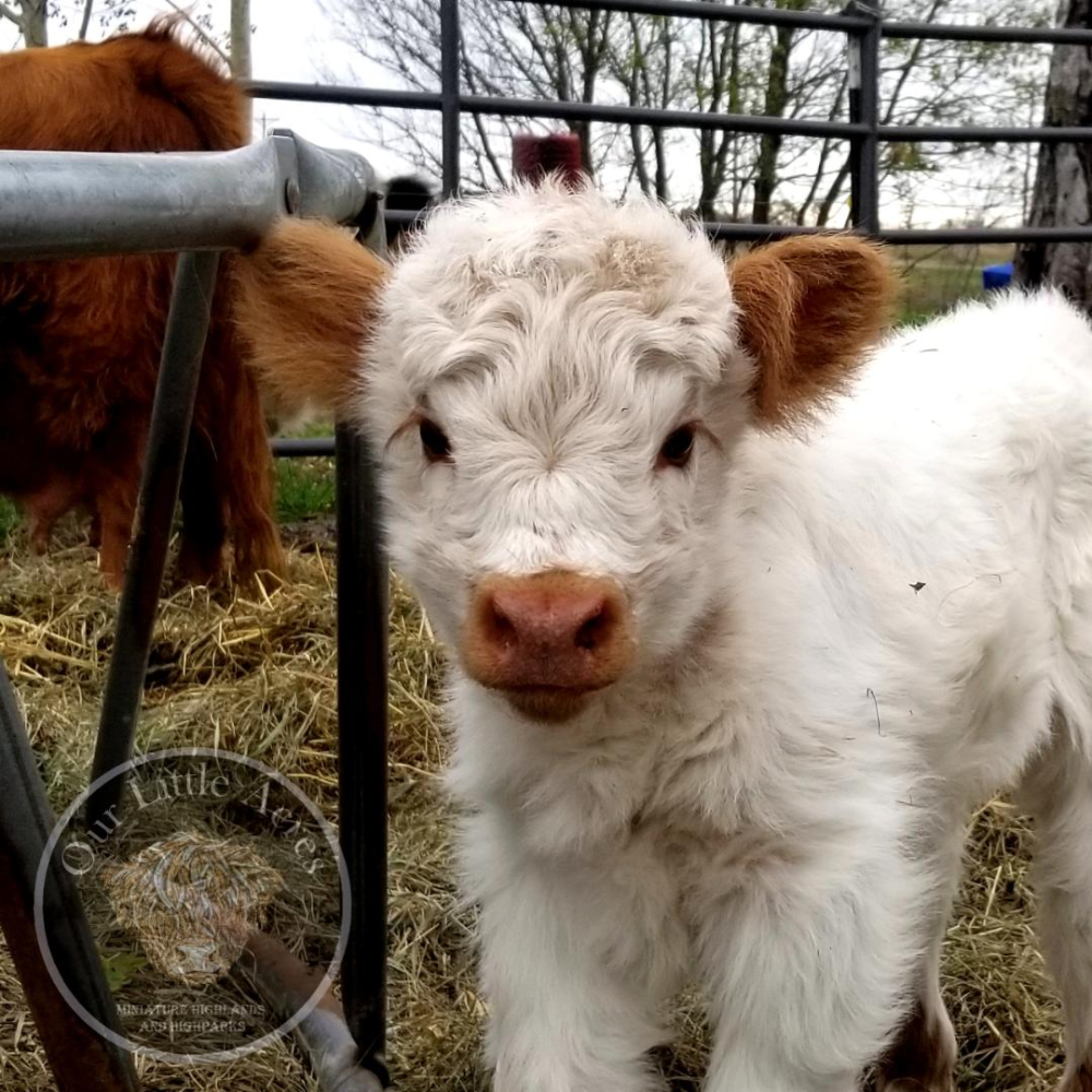 10 Miniature Highland Cows For Sale in New York Neighborhoods