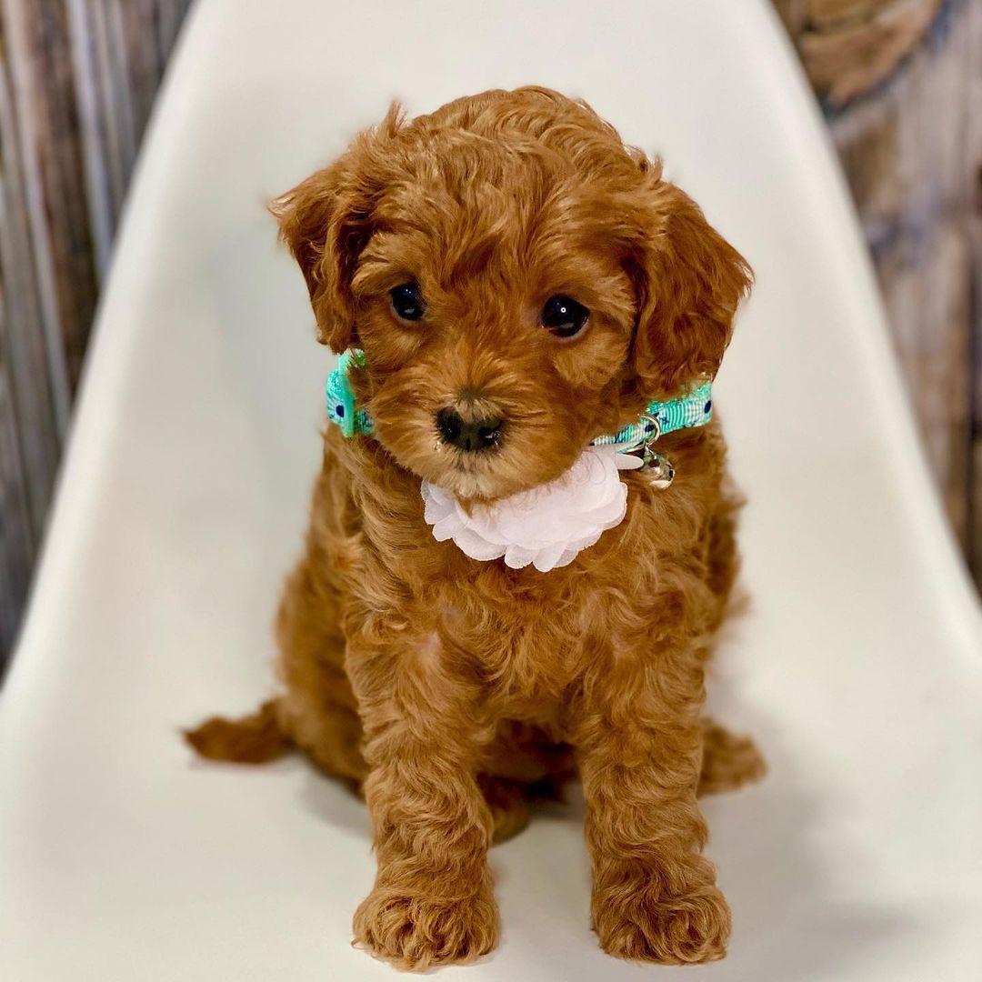 10 Cavapoo For Sale in New York Neighborhoods