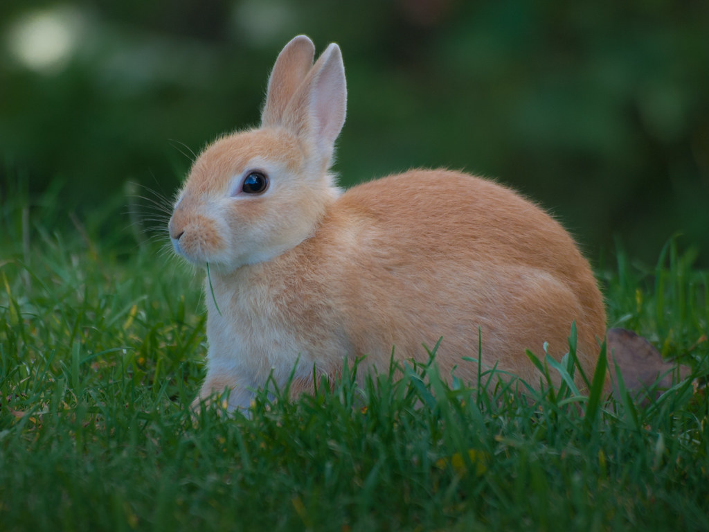 10 Bunny Vet in New York Neighborhoods