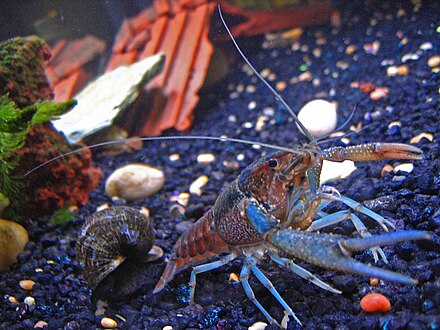 10 Crayfish in New York Neighborhoods