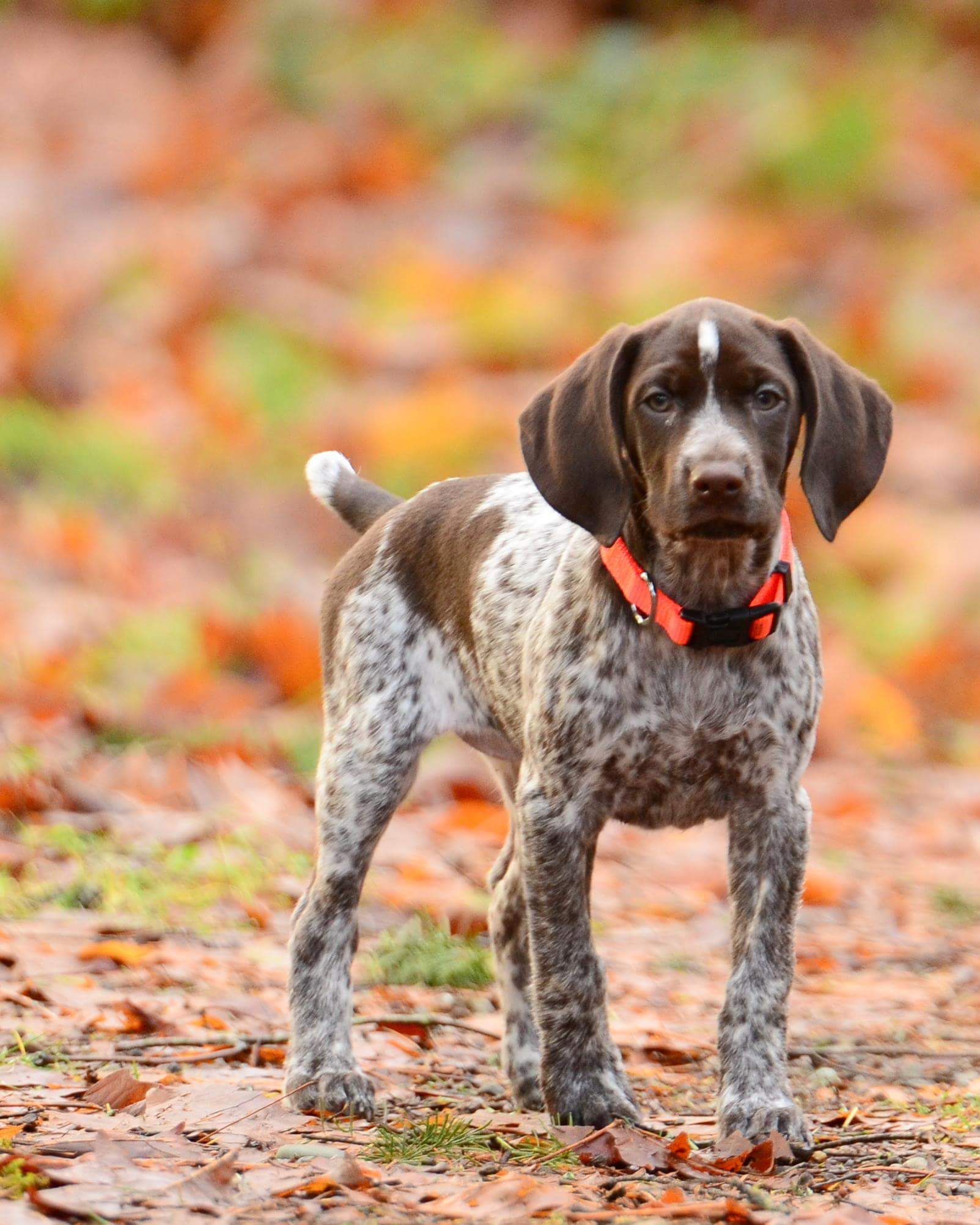 10 German Shorthaired Pointer Puppies in New York Neighborhoods
