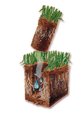 10 Core Aeration in New York Neighborhoods