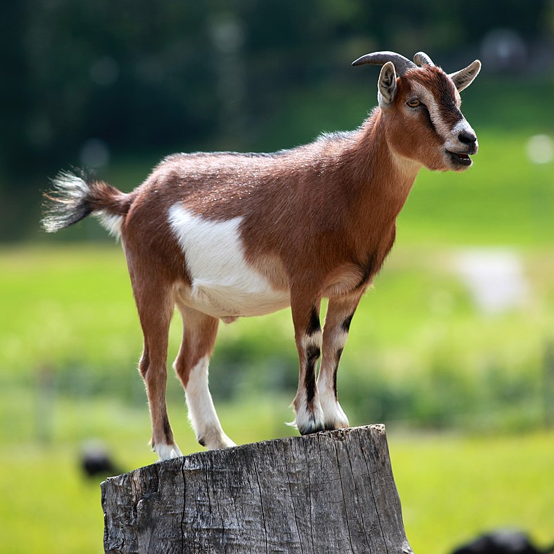 10 Goat For Sale in New York Neighborhoods