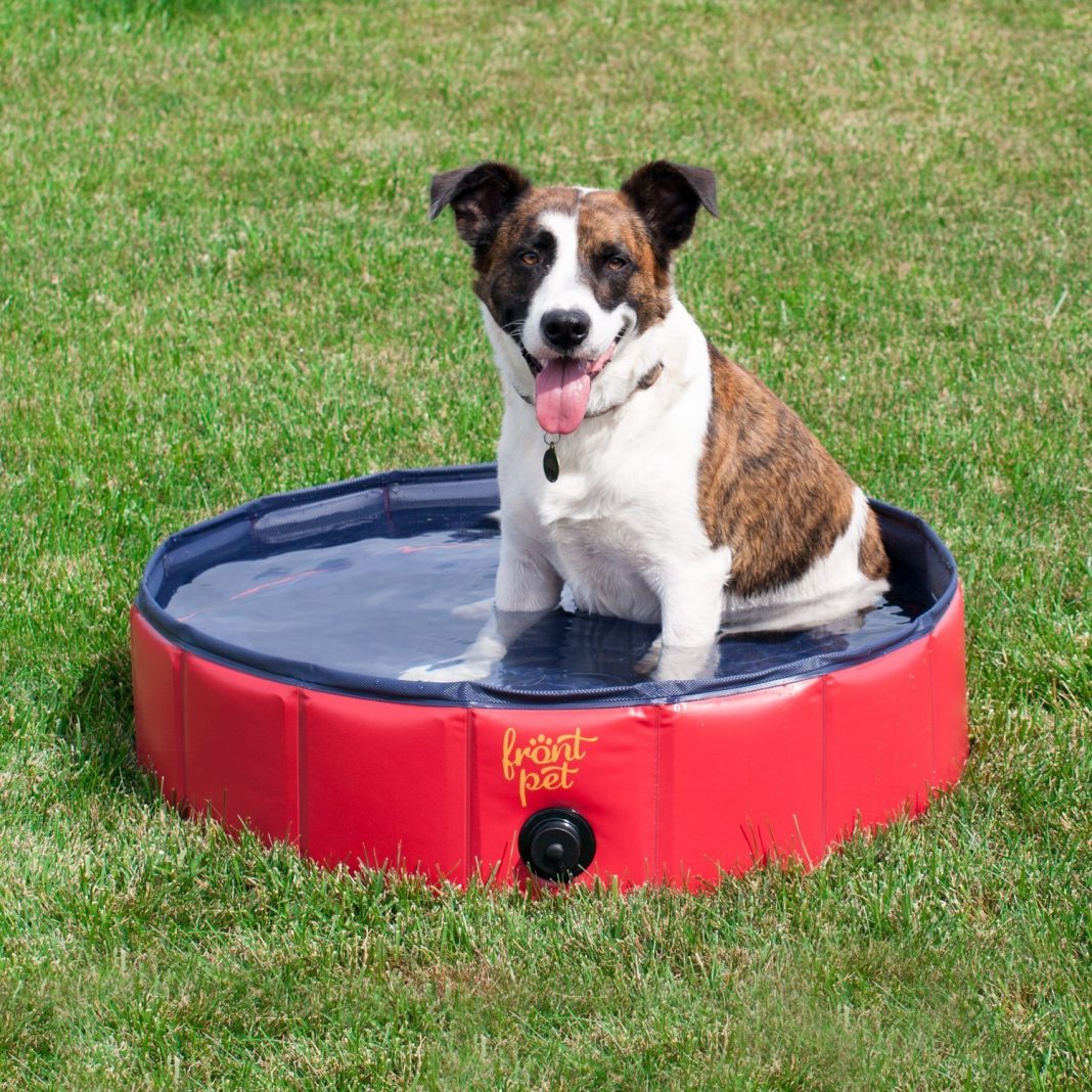 10 Pools For Dogs in New York Neighborhoods
