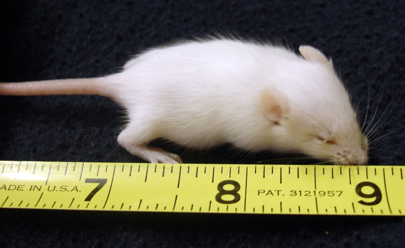 10 Feeder Mice in New York Neighborhoods