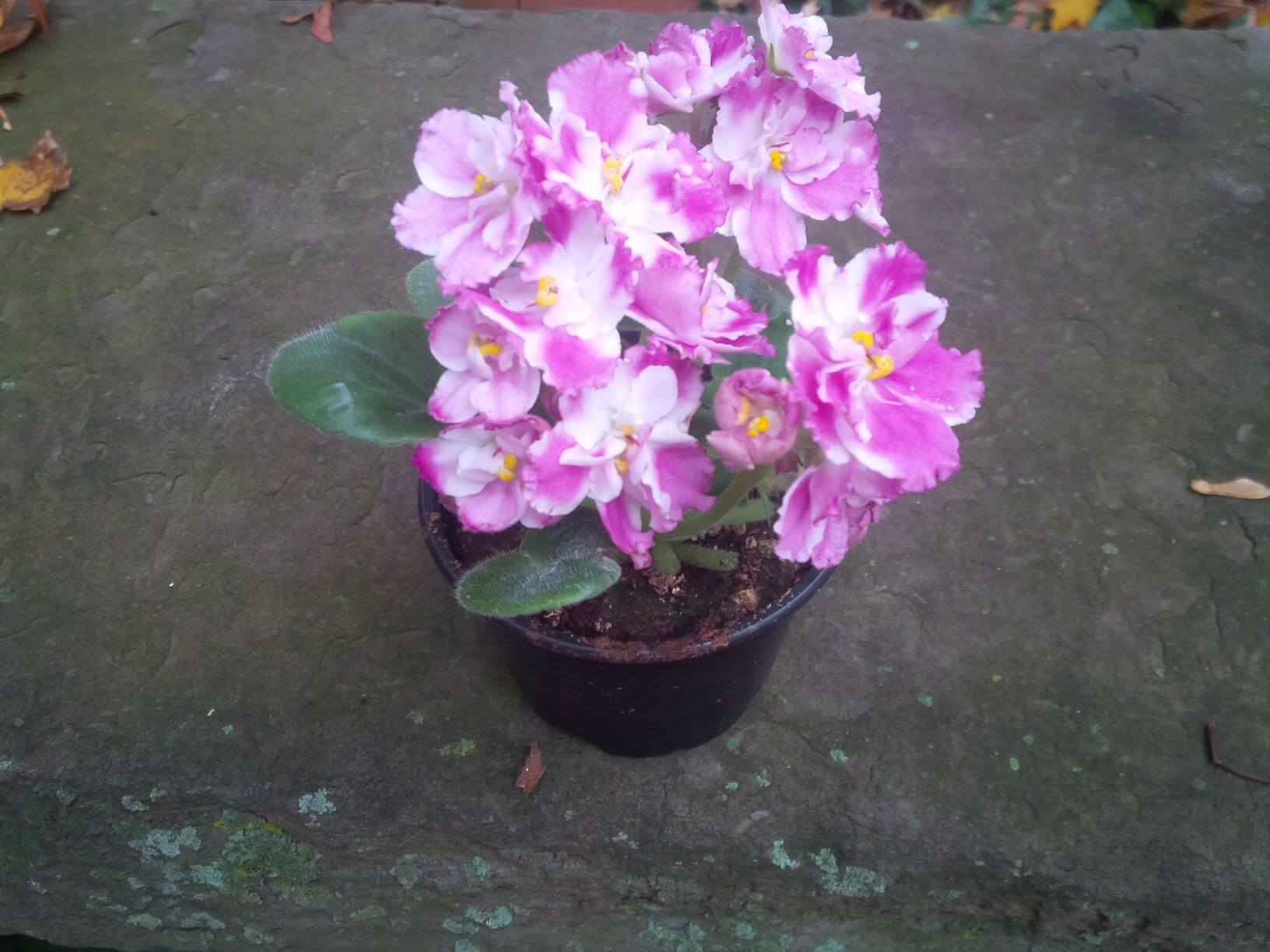 10 African Violets in New York Neighborhoods