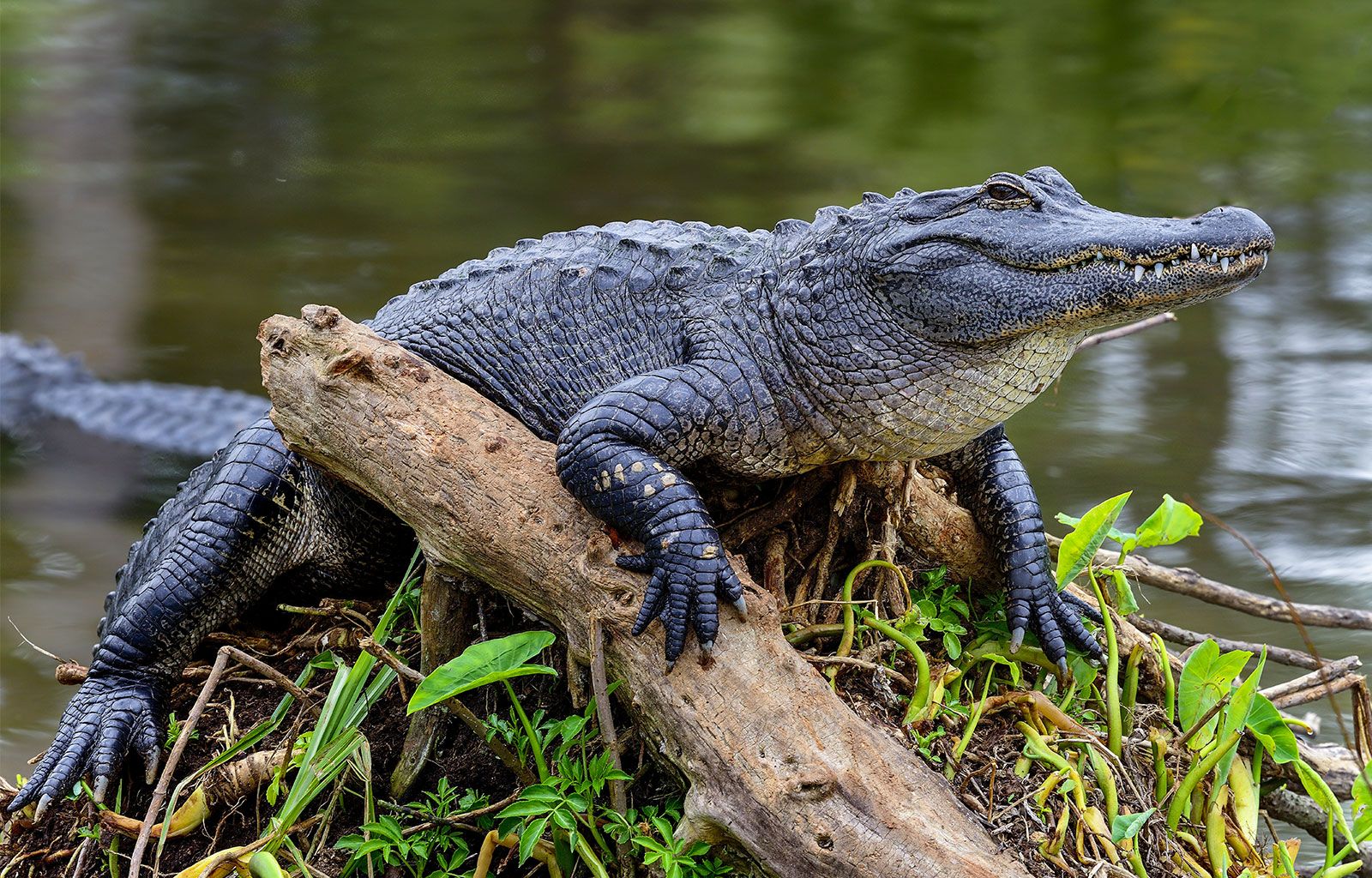 10 Alligator Bites in New York Neighborhoods