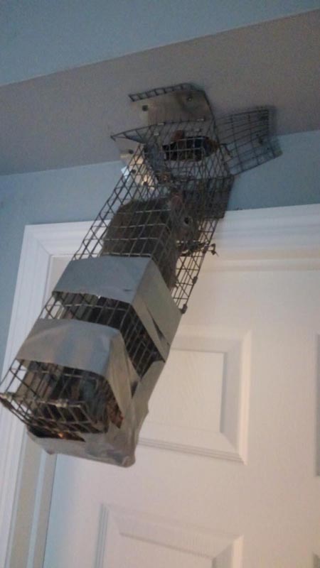 10 Wild Animal Removal in New York Neighborhoods