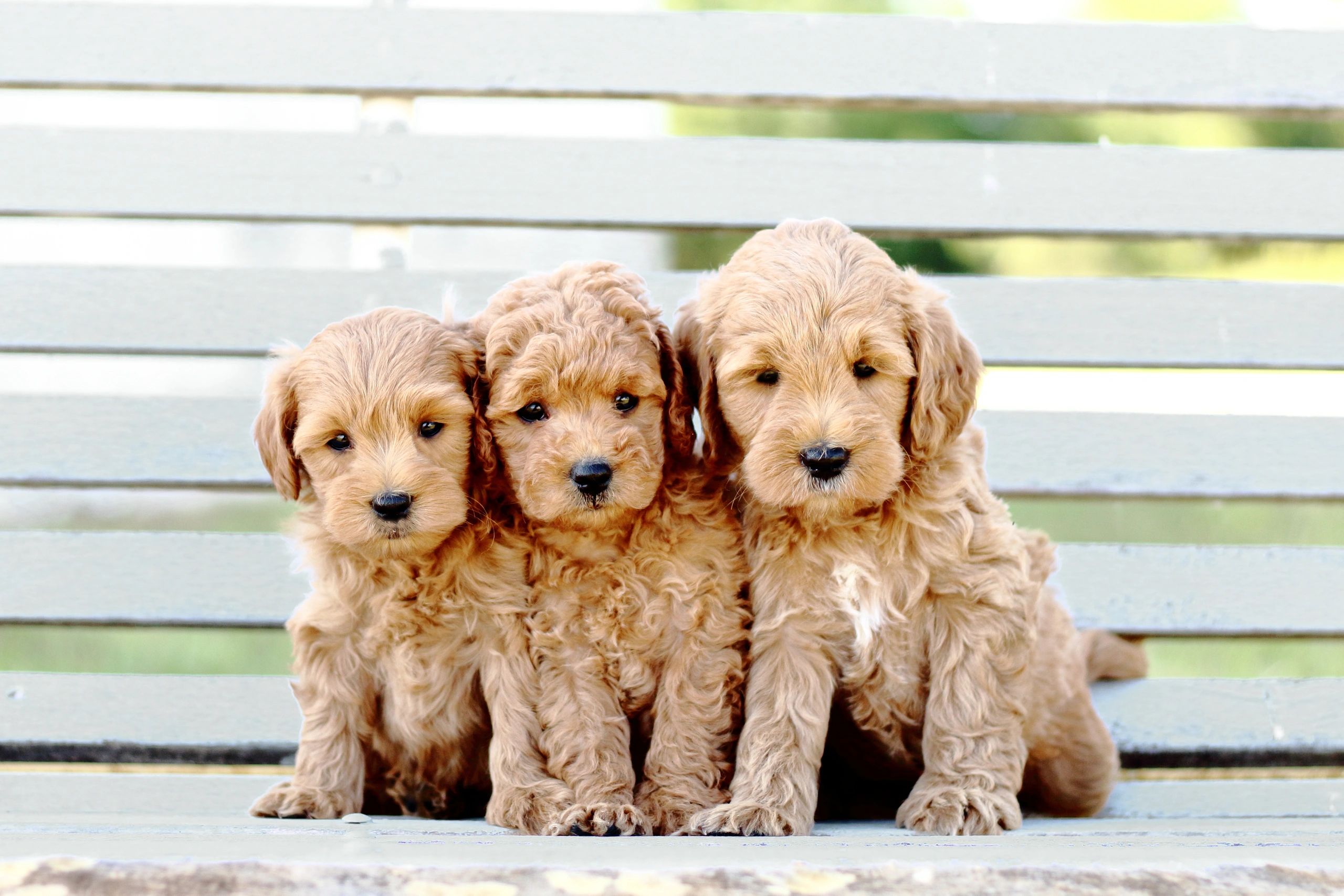 10 Goldendoodle Puppies in New York Neighborhoods