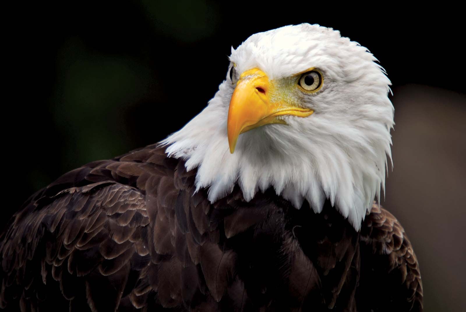 10 Eagle Rare in New York Neighborhoods