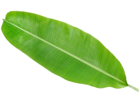 10 Banana Leaf in New York Neighborhoods