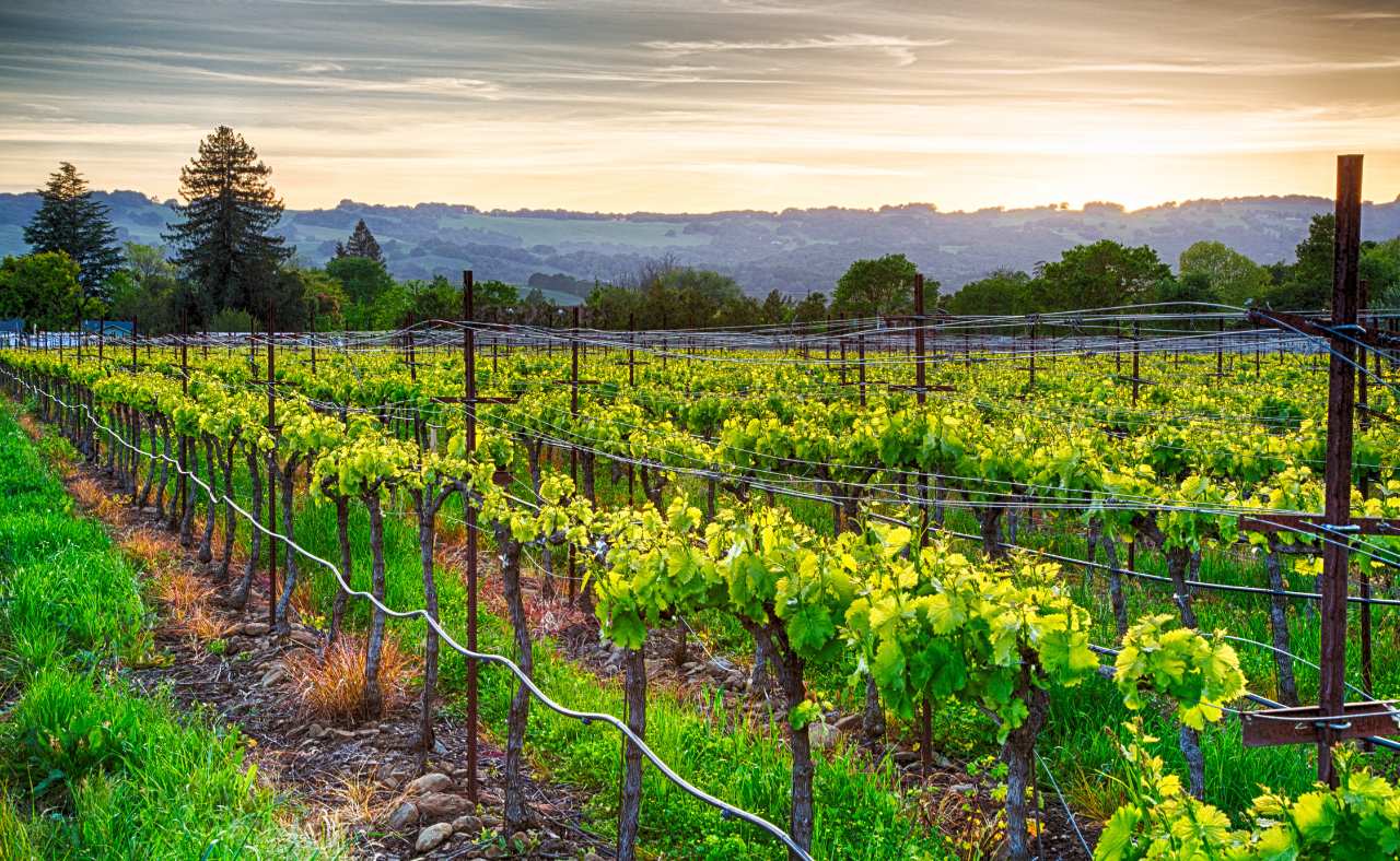 10 Best Wineries in New York Neighborhoods