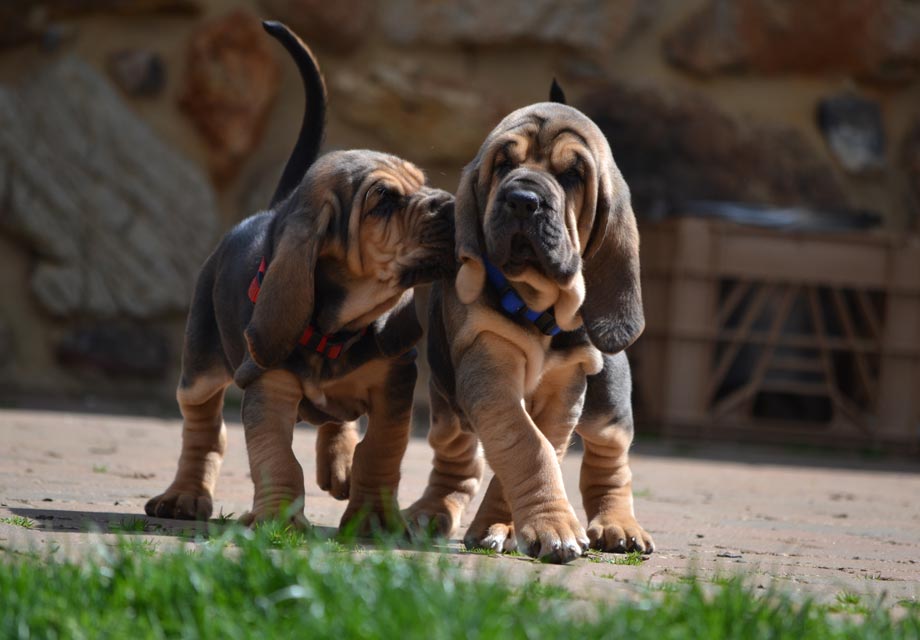 10 Bloodhound Puppies For Sale in New York Neighborhoods