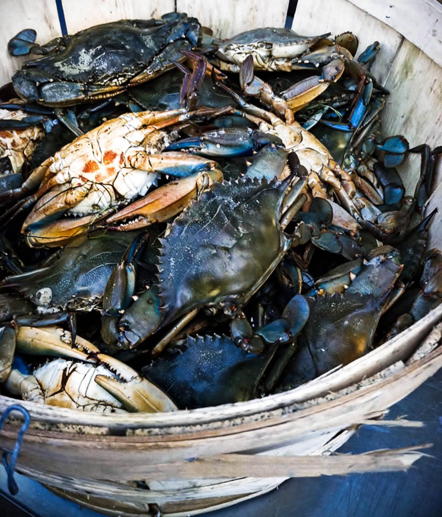 10 Fresh Blue Crabs in New York Neighborhoods