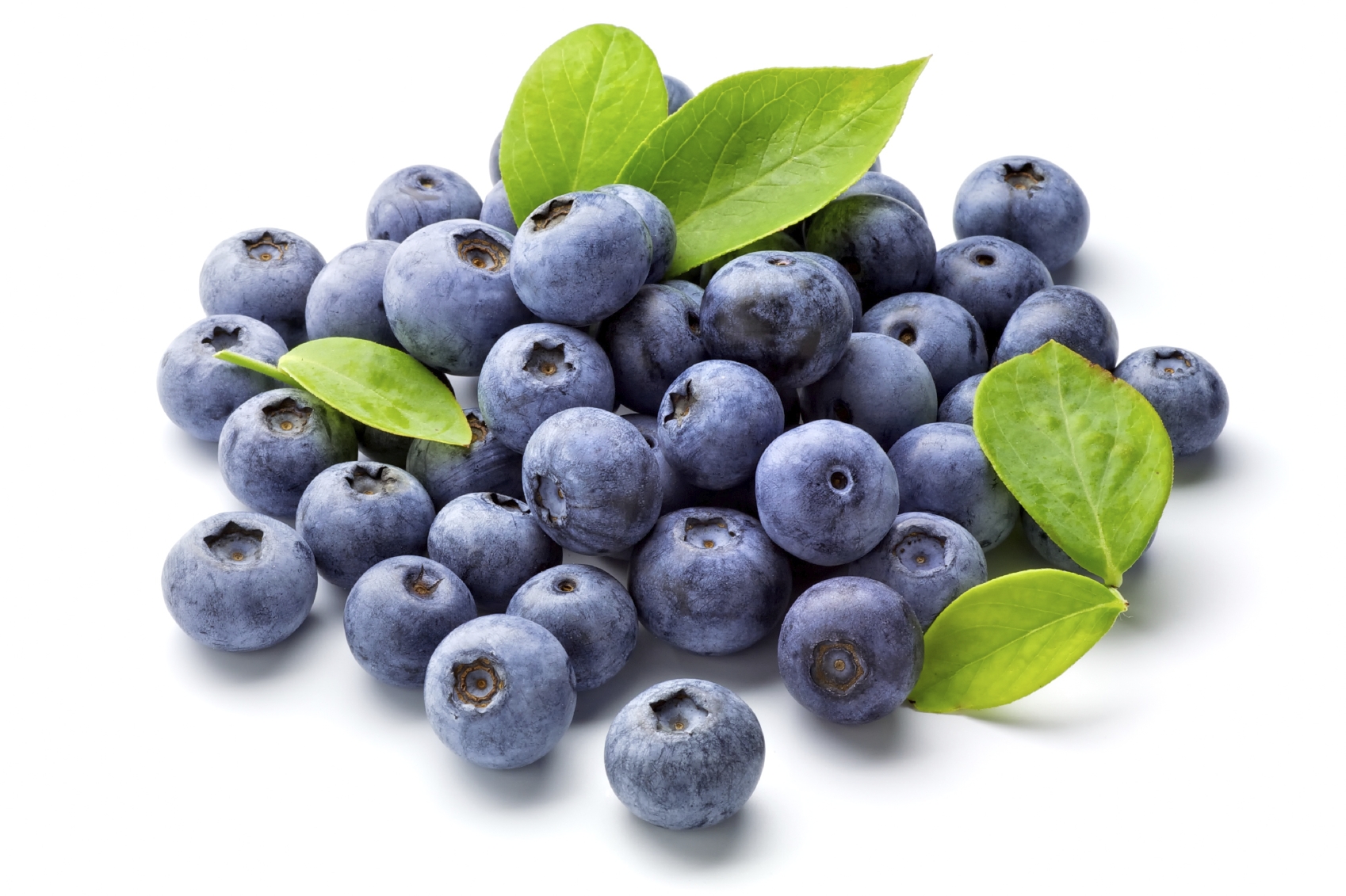 10 Blueberry Bushes For Sale in New York Neighborhoods