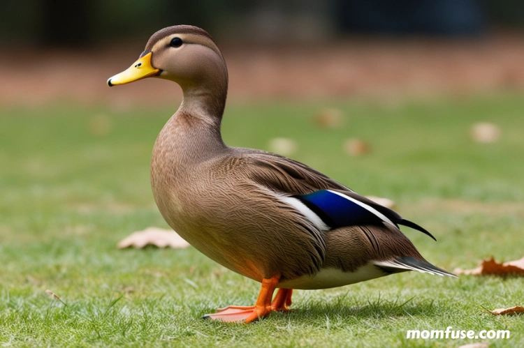 10 Duck Noodles Soup in New York Neighborhoods