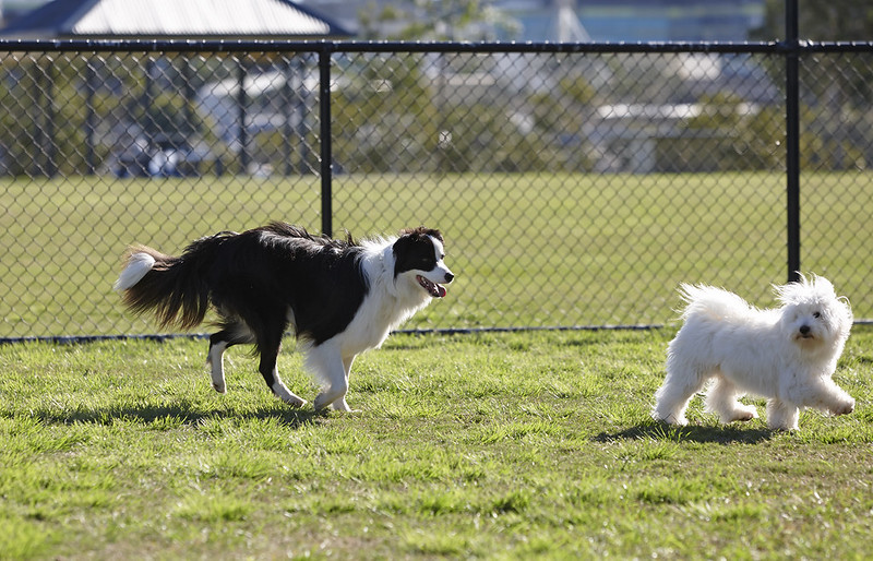 10 Fenced Dog Parks in New York Neighborhoods