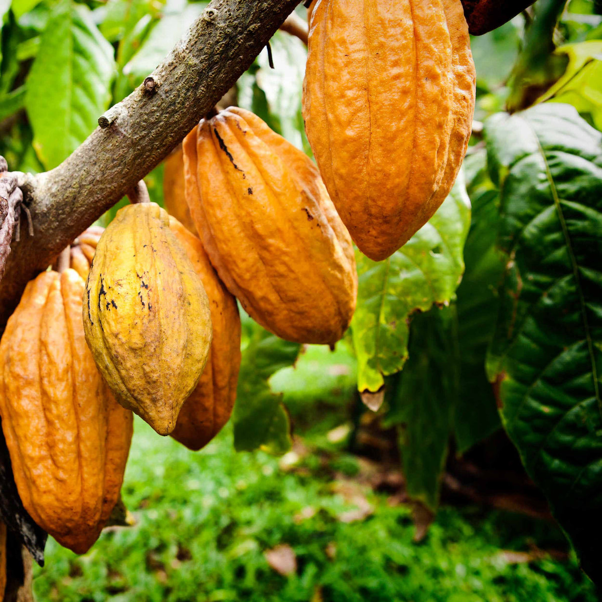 10 Cacao in New York Neighborhoods