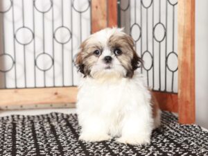 10 Shih Tzu Puppies Under $500 in New York Neighborhoods