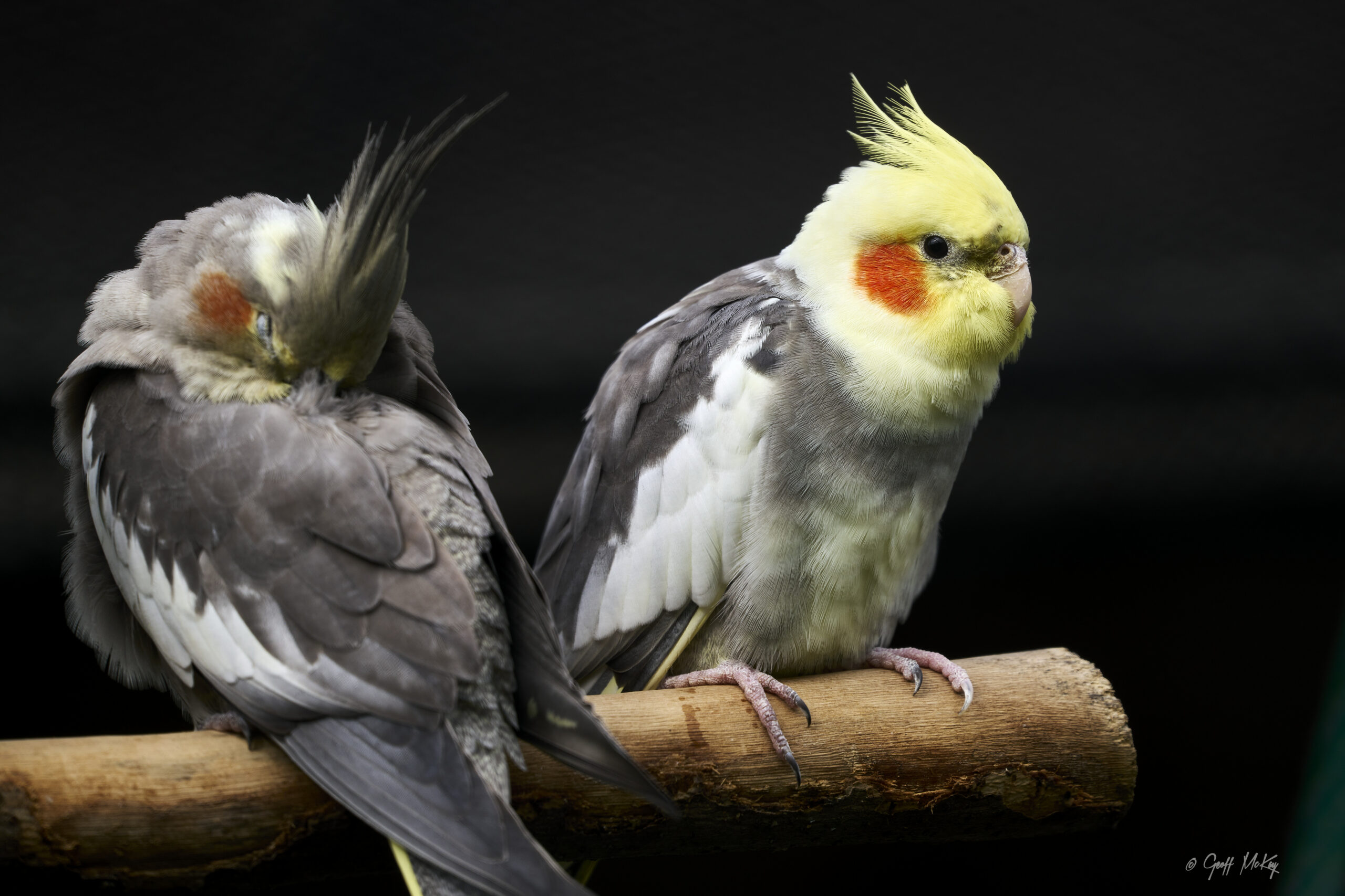 10 Cockatiel For Sale in New York Neighborhoods