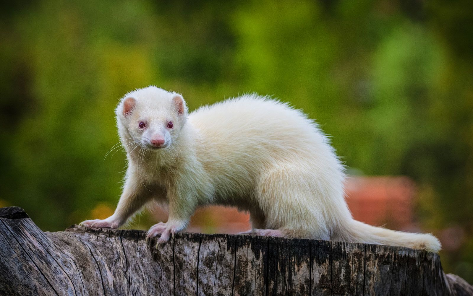 10 Ferret in New York Neighborhoods