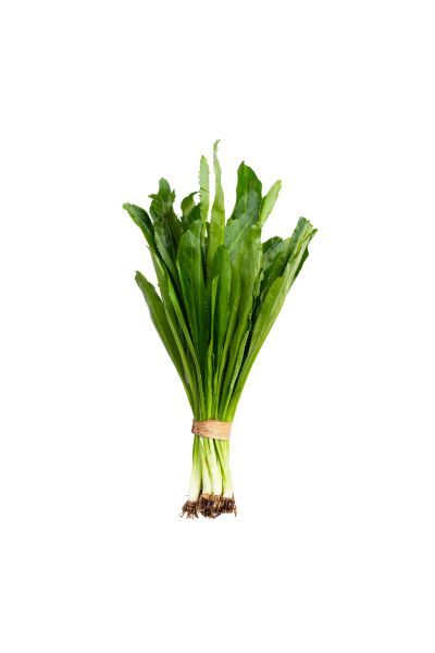 10 Culantro in New York Neighborhoods