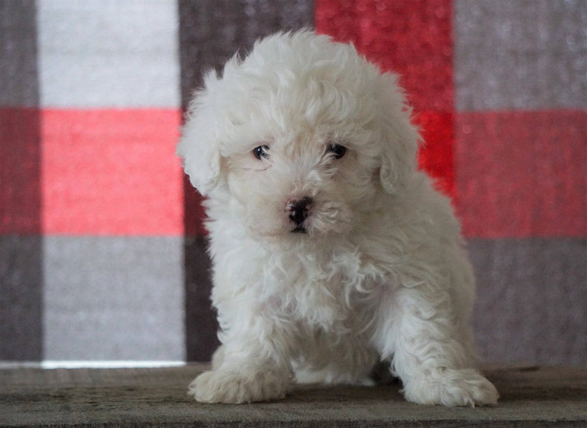 10 Bichpoo For Sale in New York Neighborhoods
